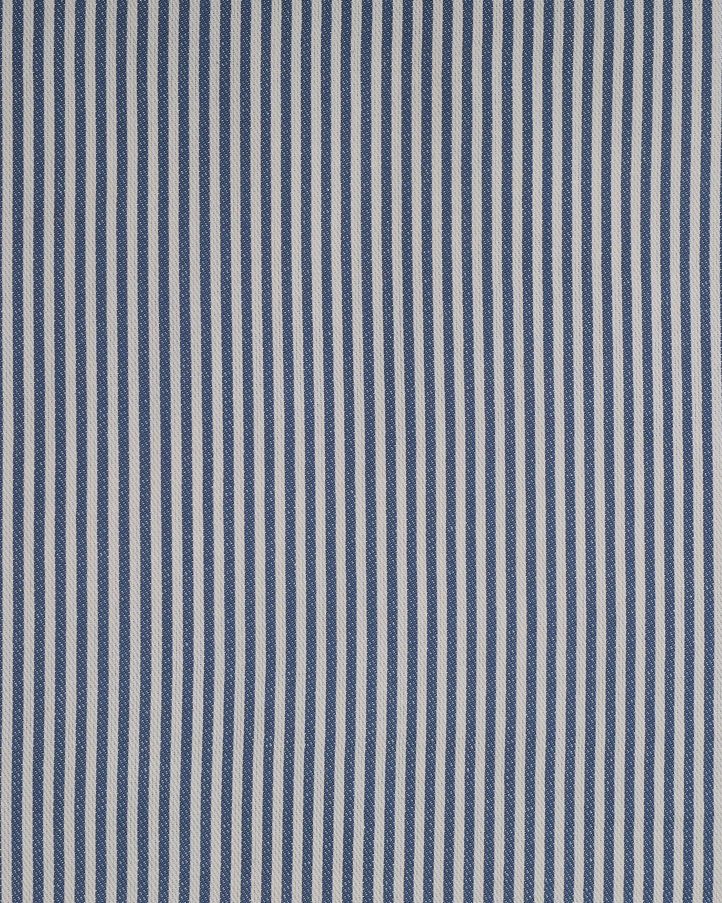 The Fine Stripe in Delphinium